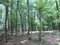 Jagdgebiet des Großen Mausohrs in Nordhessen