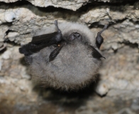 Kleine Bartfledermaus