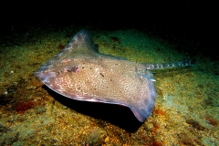 Nagelrochen (Raja clavata)