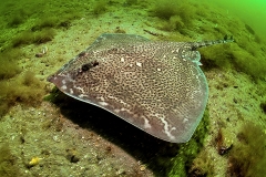Thornback rays (Raja clavata)