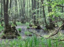 Bruchwald, Nordvorpommern