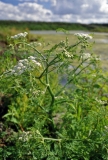 Schierling-Wasserfenchel