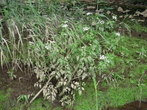 Lebensraum Schierlings-Wasserfenchel