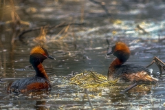 Ohrentaucher (Podiceps auritus)