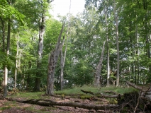 Lebensraum des Eremiten im Müritz-Nationalpark