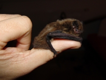 Rauhautfledermaus