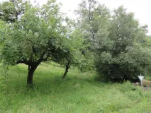 Lebensraum Zwergfledermaus.