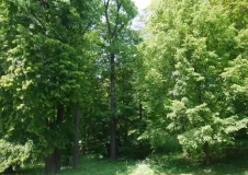 Jagdgebiet der Mückenfledermaus