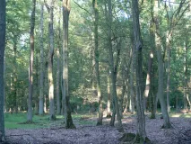 Lebensraum des Braunen Langohrs