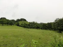 Jagdgebiet des Grauen Langohrs