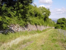 Weinbergsmauer Lebensraum der Mauereidechse