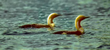 Prachttaucher (Gavia arctica)