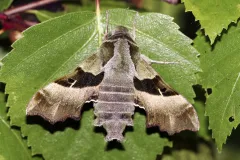 Nachtkerzenschwärmer