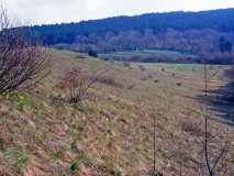 Lebensraum der Großen Kuhschelle