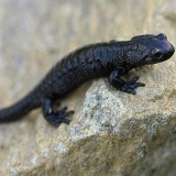 Alpensalamander