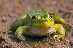 Kleiner Wasserfrosch