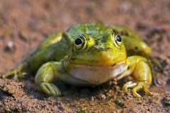 Kleiner Wasserfrosch