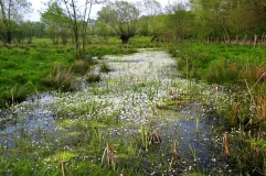 Lebensraum vom Kleinen Wasserfrosch