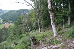 Lebensraum des Alpenbocks bei Unterneidingen