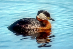 Rothalstaucher (Podiceps grisegena)