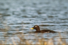 Samtentenerpel (Melanitta fusca)