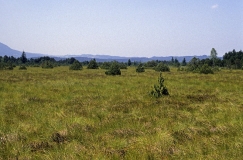 Lebensraum des Moor-Steinbrechs