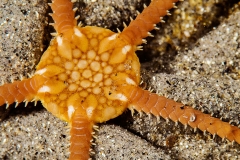 Schlangenstern (Amphiura spp.) in Nahaufnahme