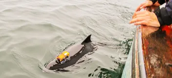 Schweinswal mit Datalogger