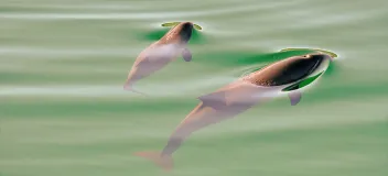 Schweinswale (Phocoena phocoena)