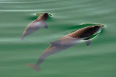 Schweinswal (Phocoena phocoena) mit Kalb. Foto: S. Gust