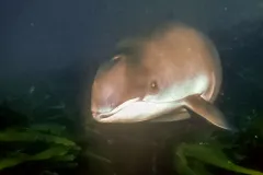 Schweinswal (Phocoena phocoena) unter Wasser