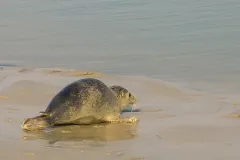 Seehund (Phoca vitulina vitulina) im Wattenmeer.