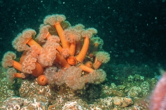 Seenelken (Metridium senile) in der Nordsee