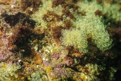 Seescheiden (Ascidiacea) bei Helgoland.