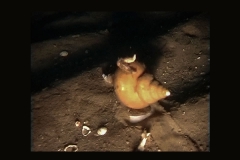 Spindelschnecke (Neptunea antiqua) an der Doggerbank, Foto: BfN