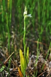 Sommer-Drehwurz