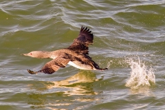 Sterntaucher (Gavia stellata) in der Nordsee