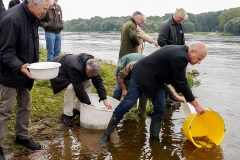 Menschen mit Eimern entlassen Störe in einen Fluss