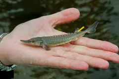 2013 - Ist das vielleicht der 10.000ste Stör für die Elbe?