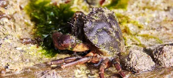 Strandkrabbe (Carcinus maenas)