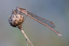 Sibirische Winterlibelle