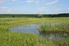 Feldsoll in Nordostbrandenburg als Lebensraum der Sibirischen Winterlibelle