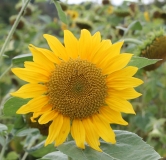 Auf dem Foto sieht man eine leuchtend gelbe Blüte der Sonnenblume.