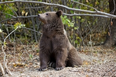 Junger Braunbär