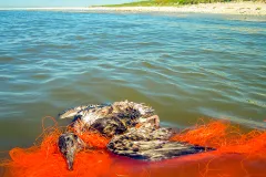 Verendeter Seevogel in Netzresten