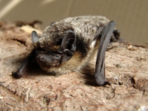 Zweifarbfledermaus