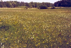 Niedermoorwiesen bei Leismühl (Foto: Bahram Gharadjedaghi)