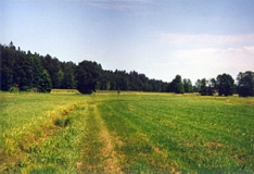 Nass- und Fettwiesen in den Kollbachwiesen bei Jägerndorf (Foto: Bahram Gharadjedaghi)