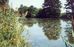 Altarm der Vils (Foto: S. Jansen)