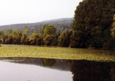 Donaualtwasser nähe Langenkünzig (Foto: Bahram Gharadjedaghi)